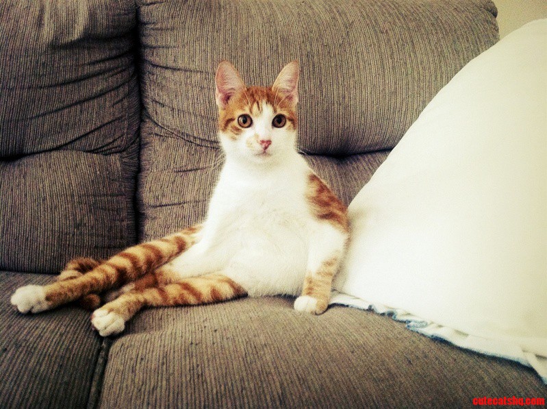 My Girlfriends Cat Bmo Sitted on the Couch