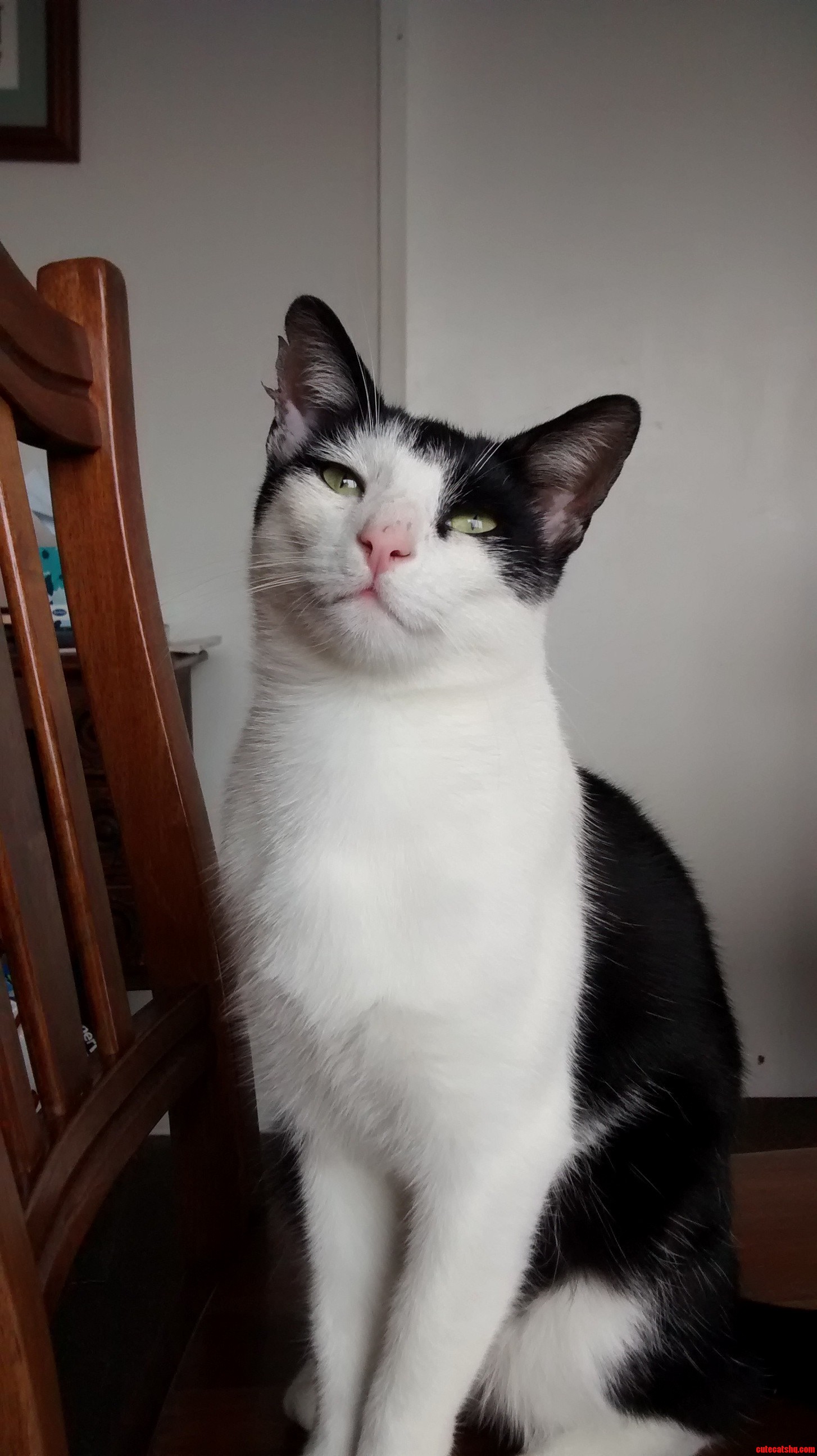 My Girlfriends Cat Oliver. He Likes to Fight Other Cats.