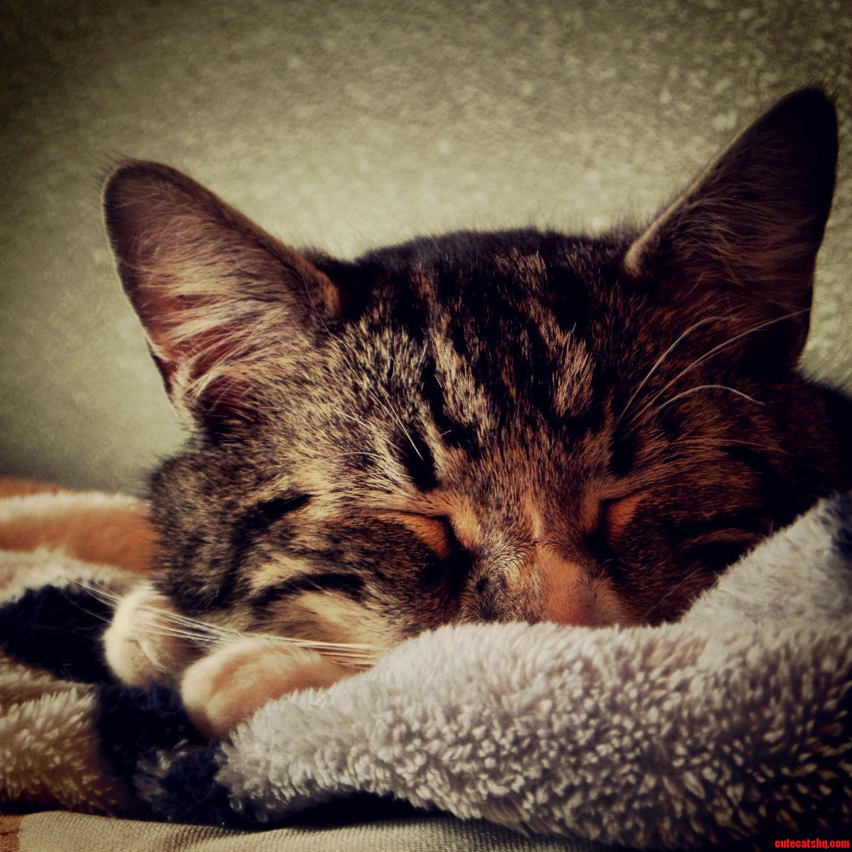 My Happy Kitty Sleepy Kitty.....