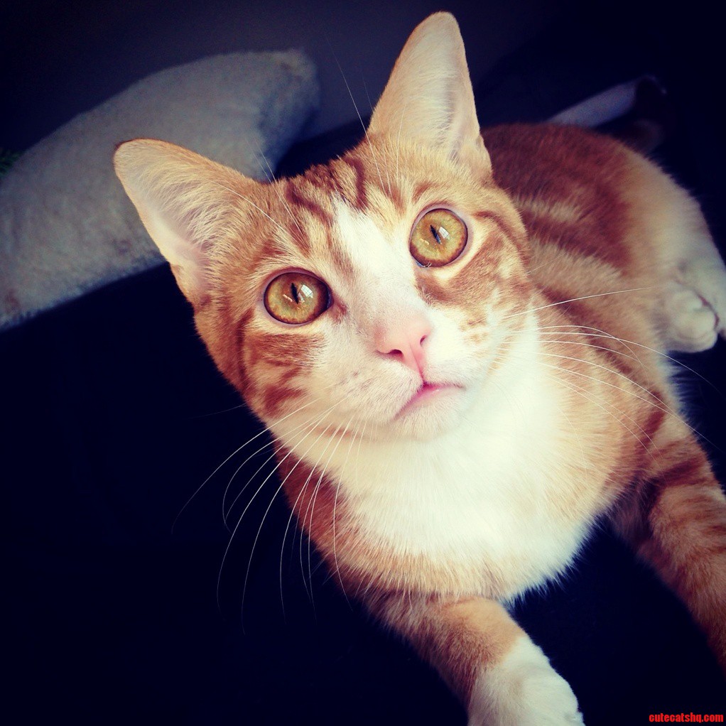 My Hobbes Is Such a Handsome Feline