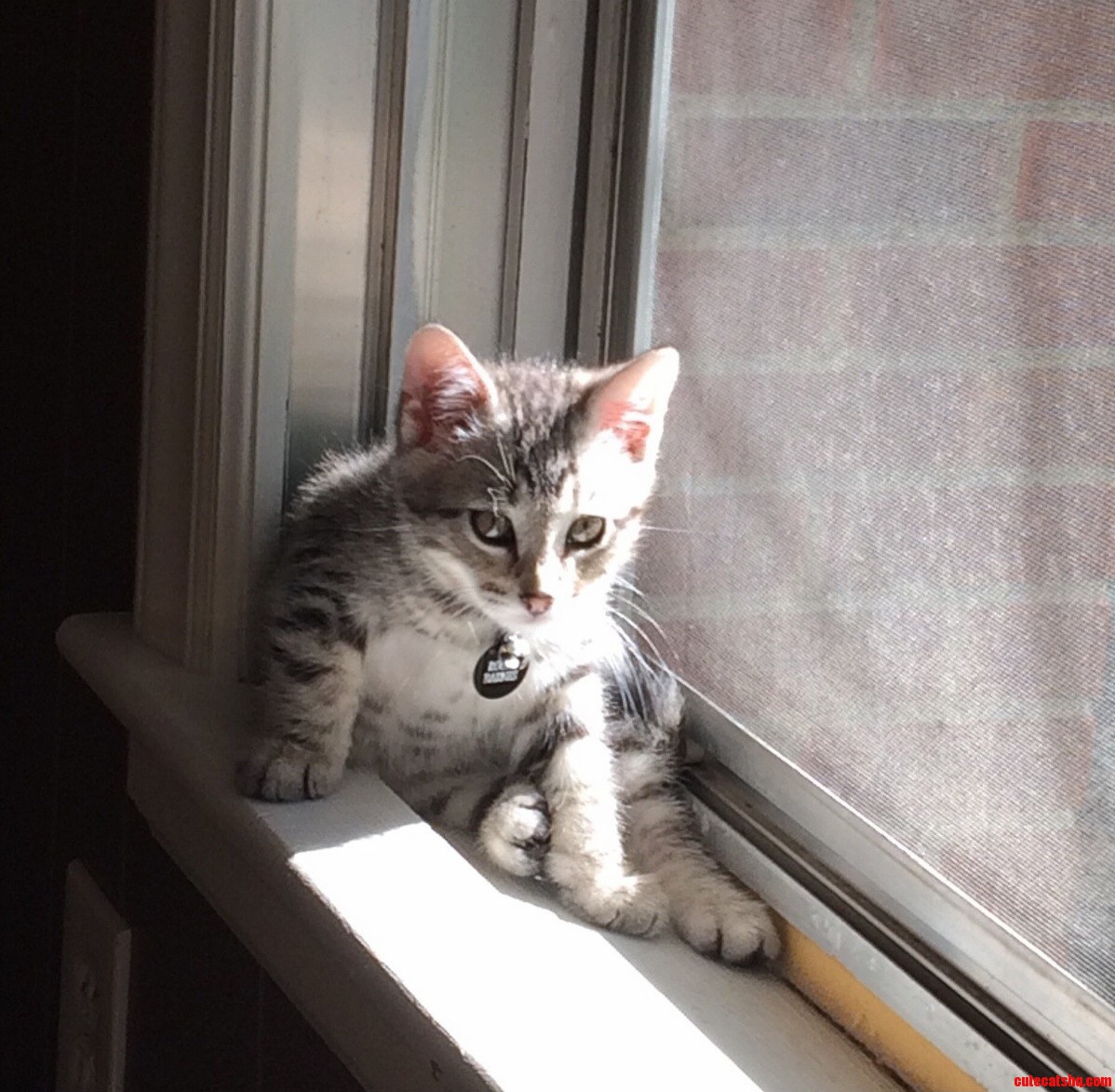 My Husbands New Kitten Roger Indoor Sunbathing.