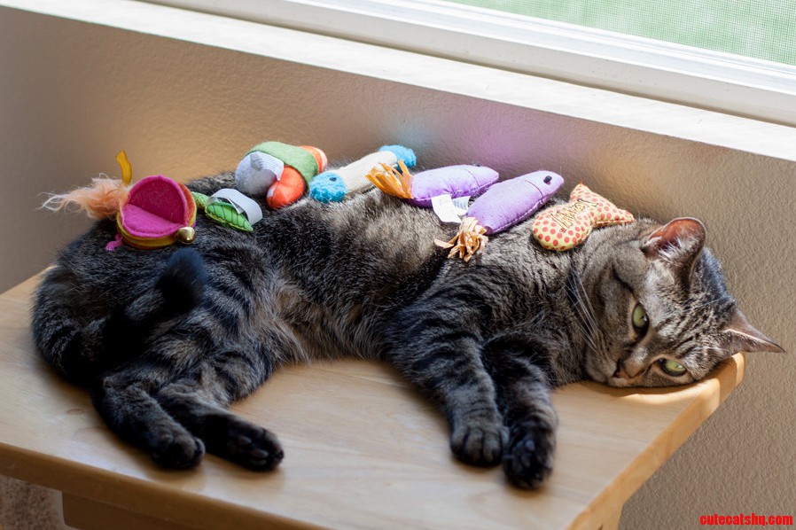 My Janejane and Her Pieces of Flair.