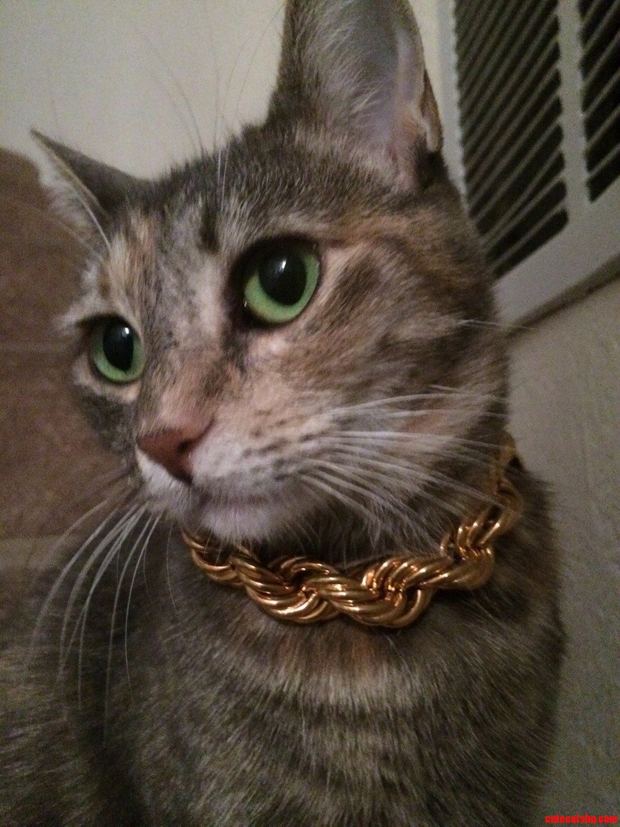 My Kitty Arya Is All About the Thug Life