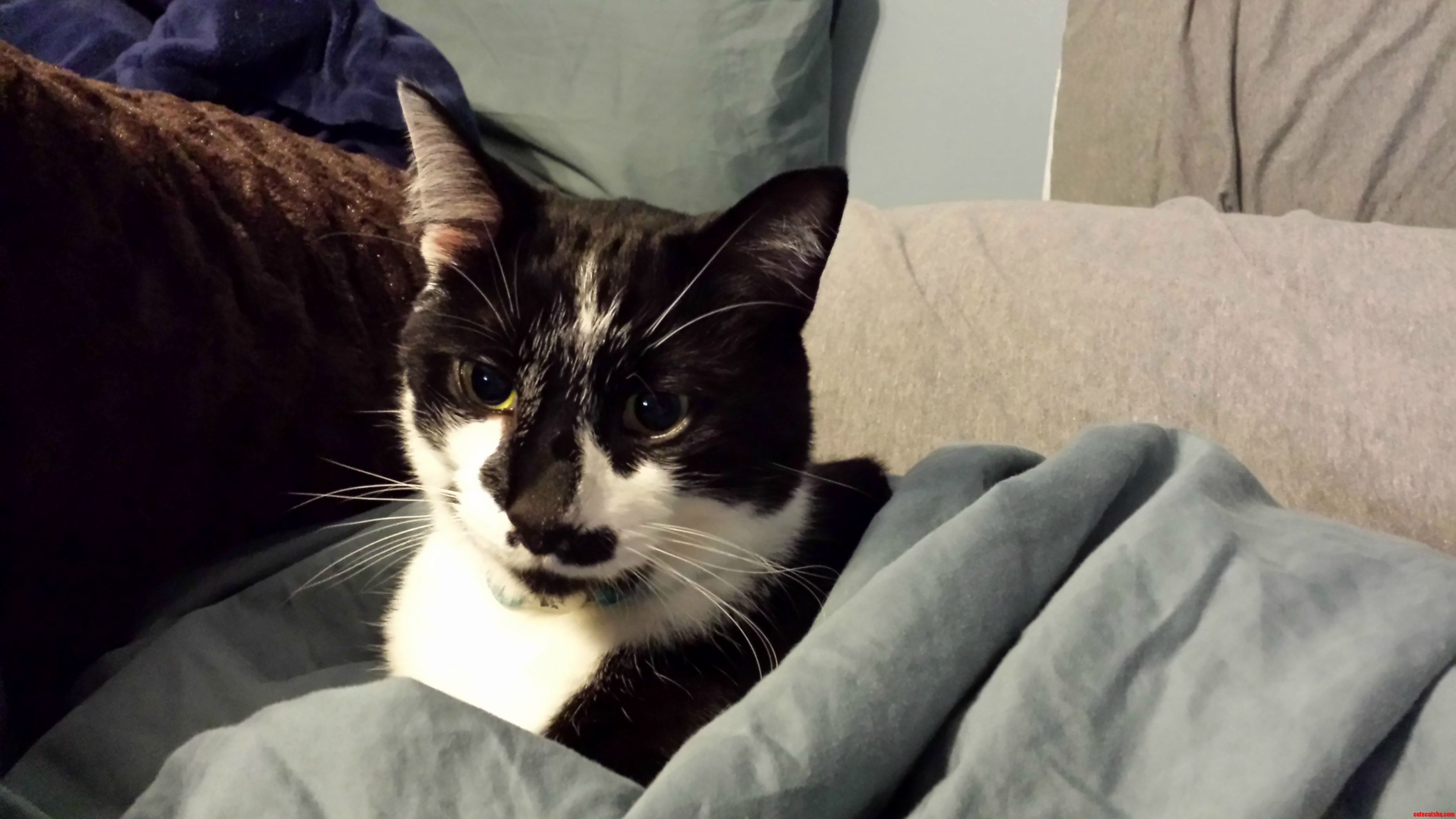 My Little Buddy Jester Getting All Comfy in the Sheets.
