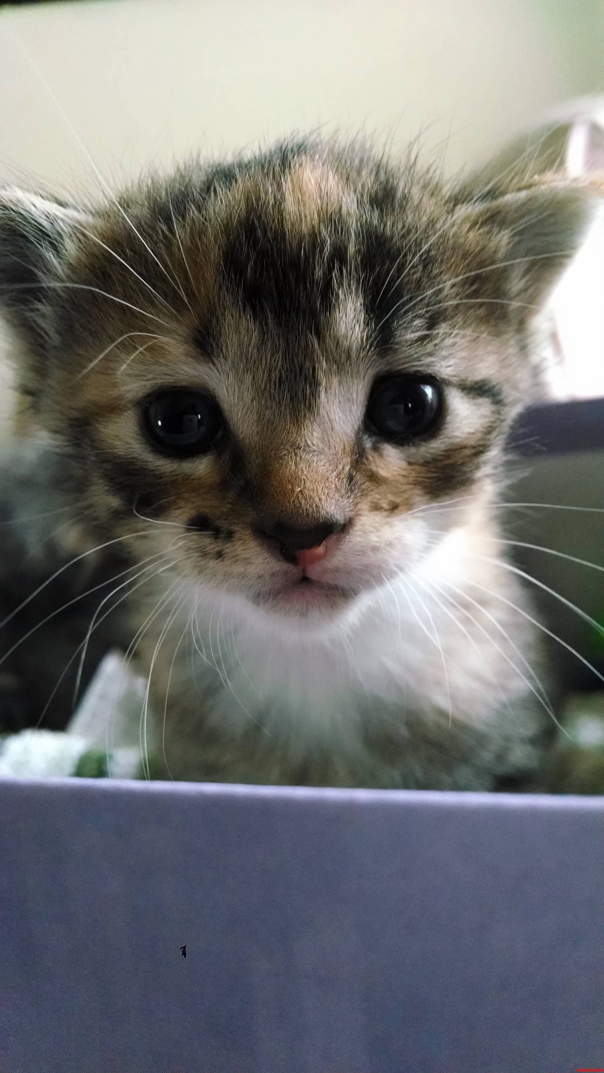 My Mischief Little Girl
