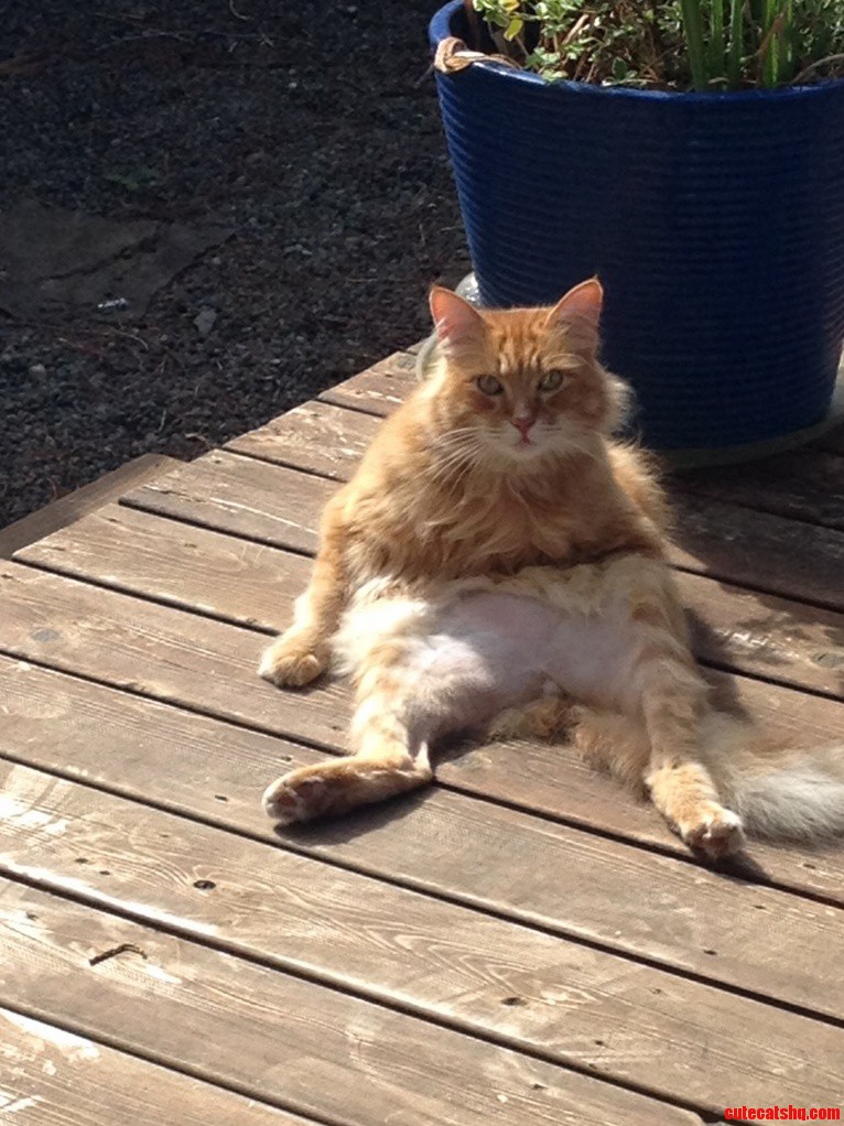 My Moms Cat Being His Special Self