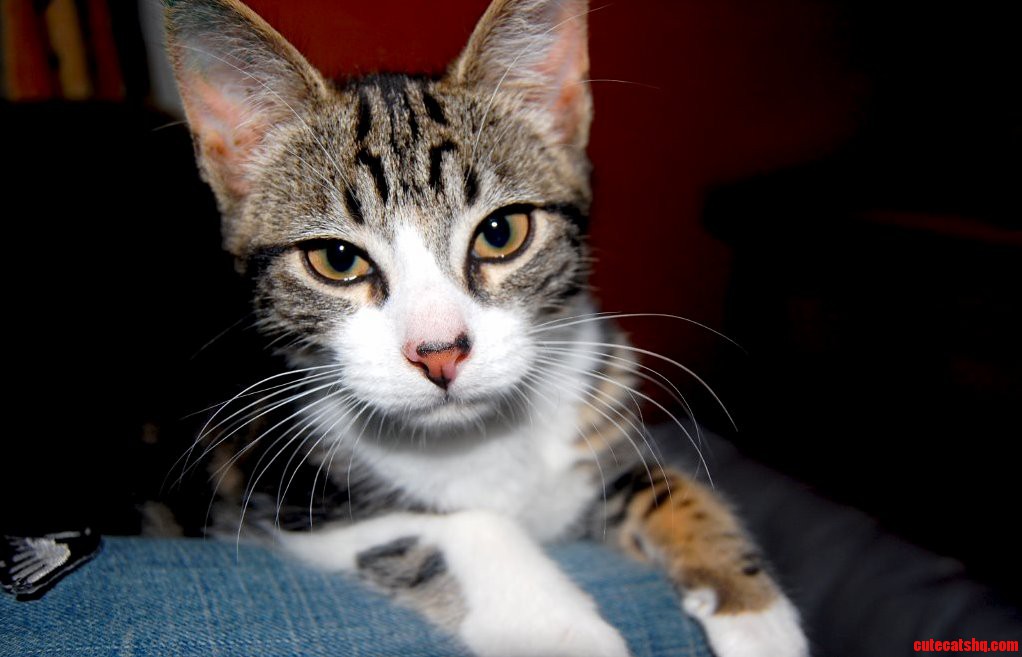 My Mums Cat Babe Ruth