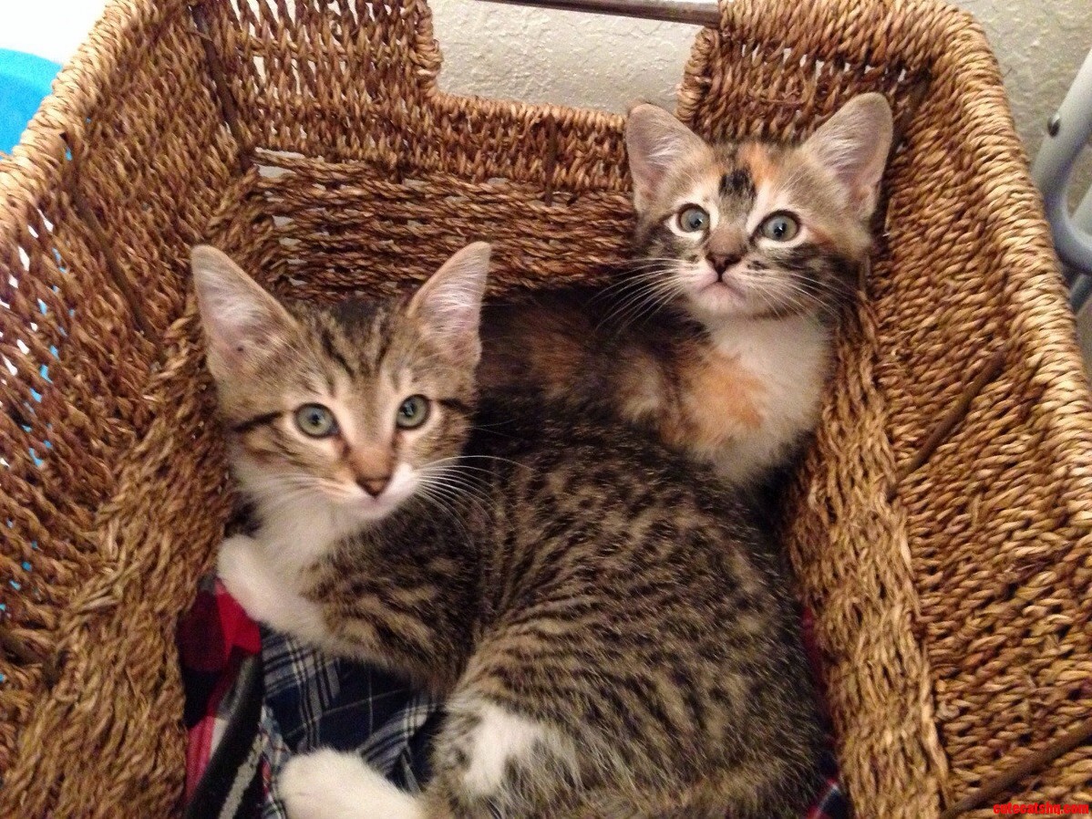 My New Gals