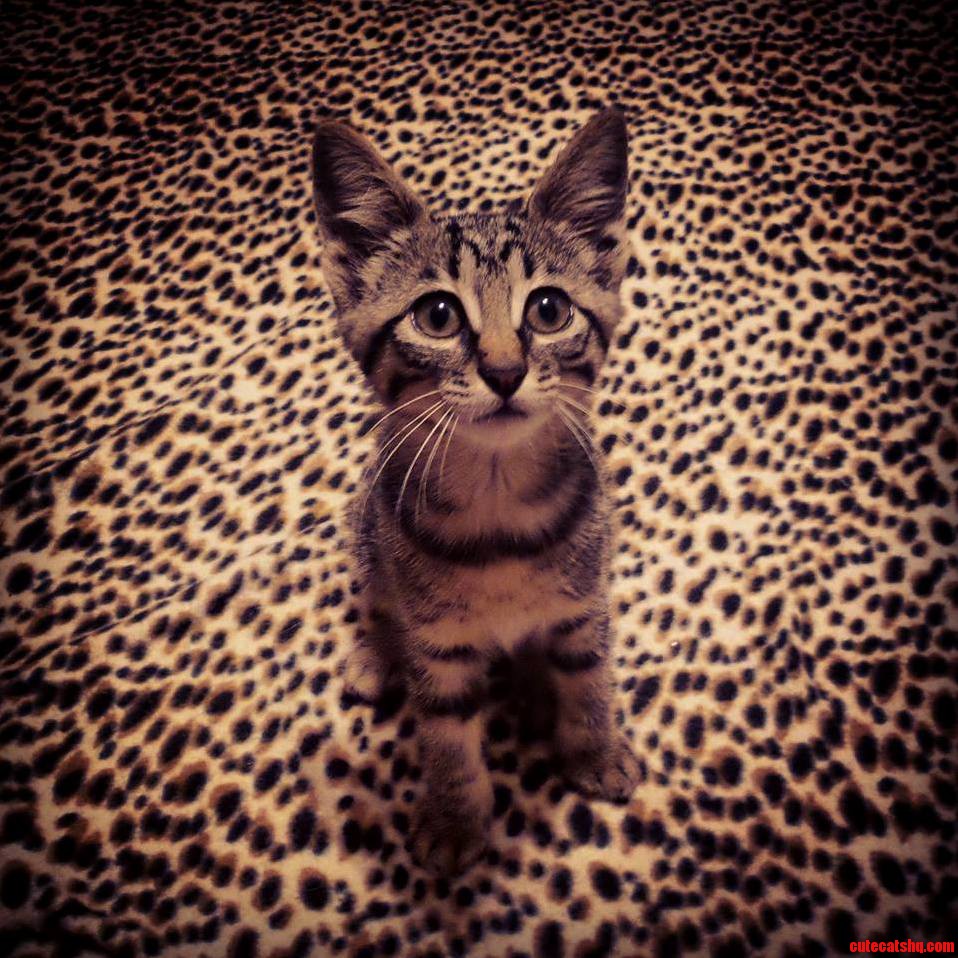 My New Kitten Somehow Likes to Be Camouflaged.