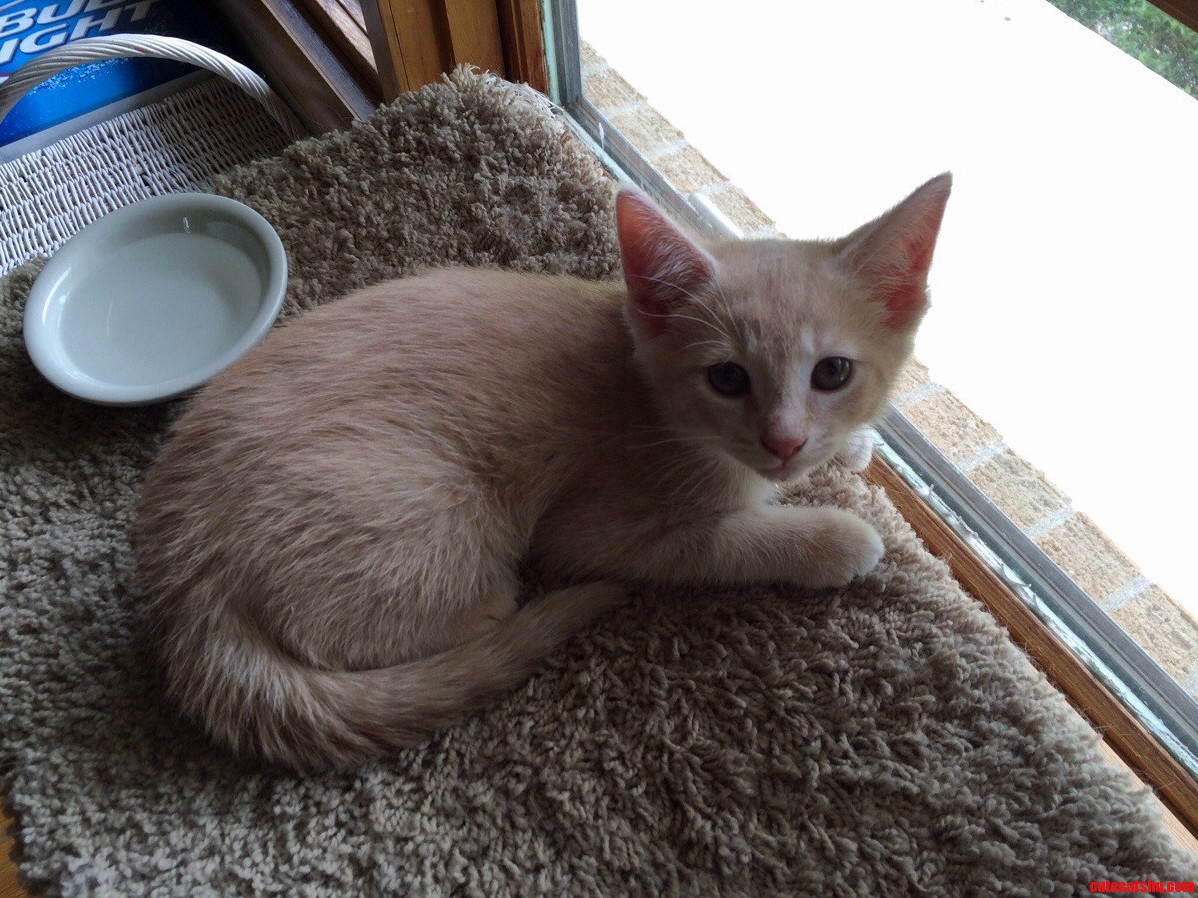 My Newest Distraction from Janeway