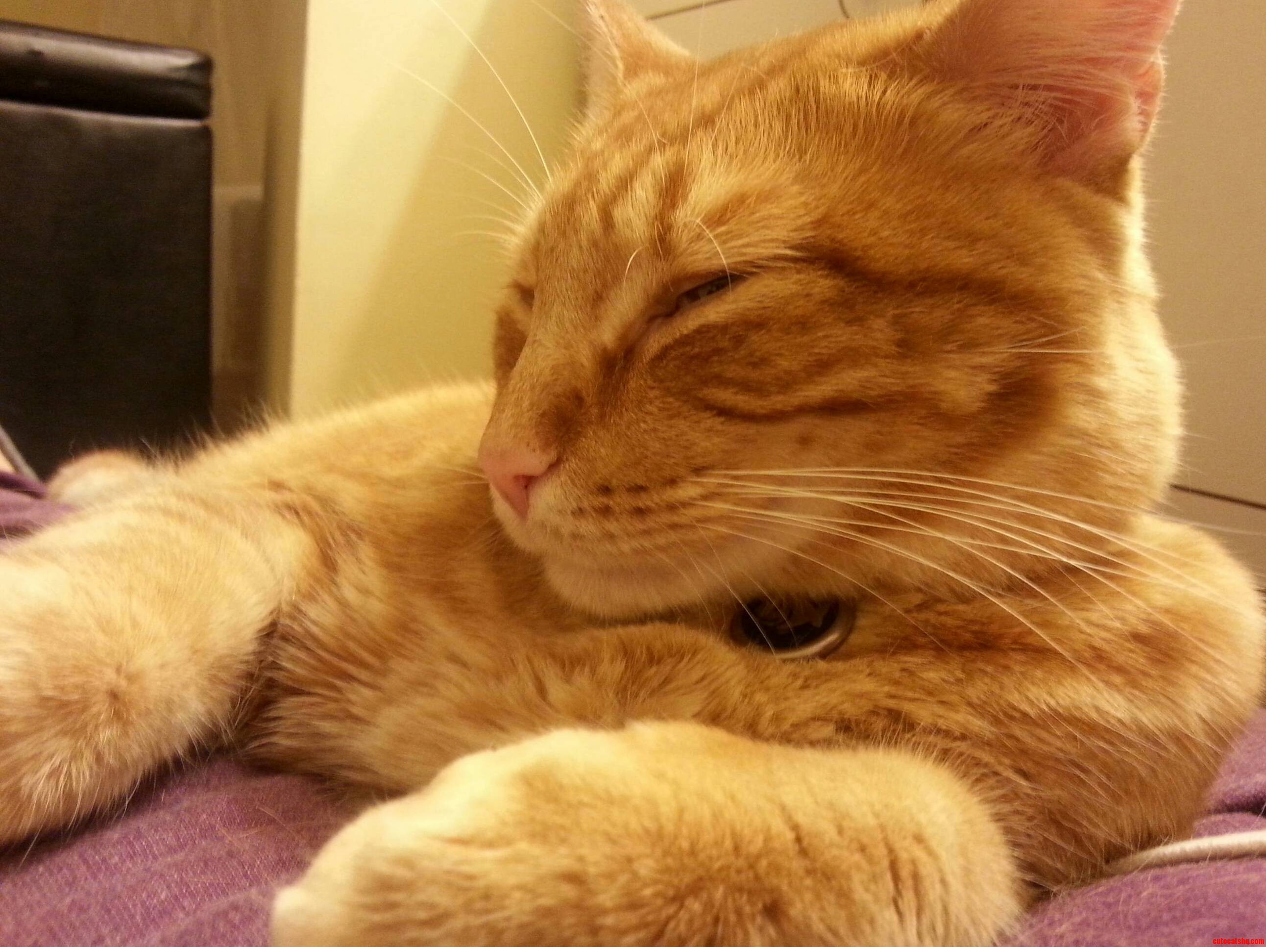 My Orange Oliver aka Olipurrs.