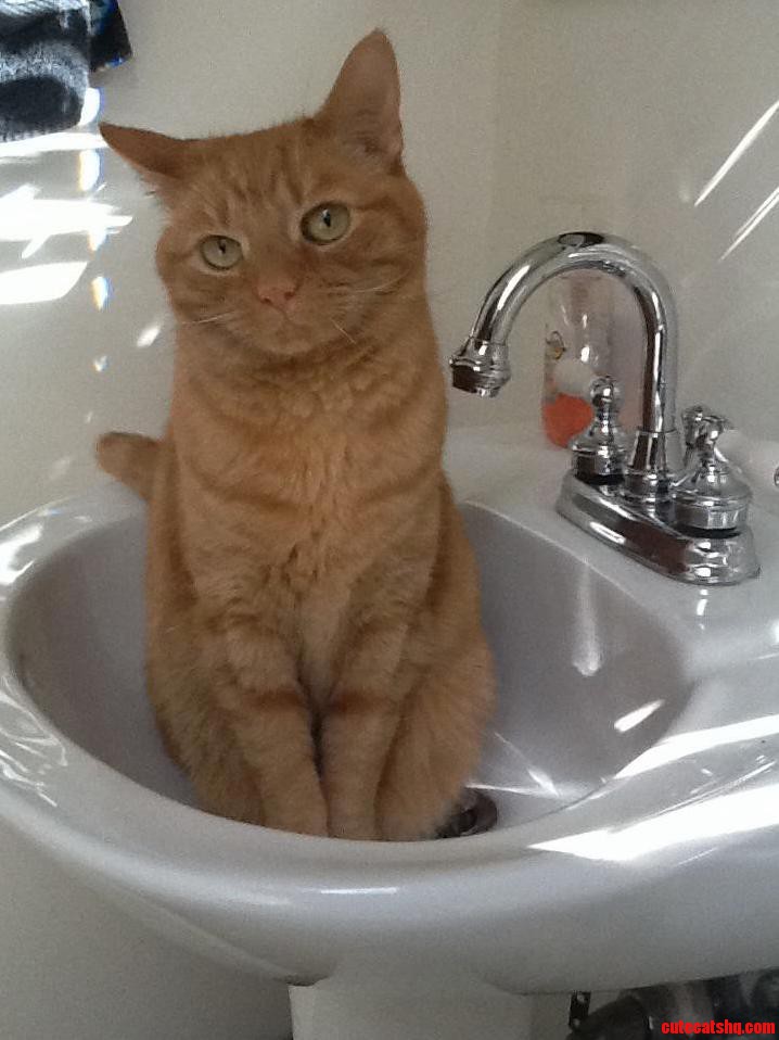 My Pooping Companion.