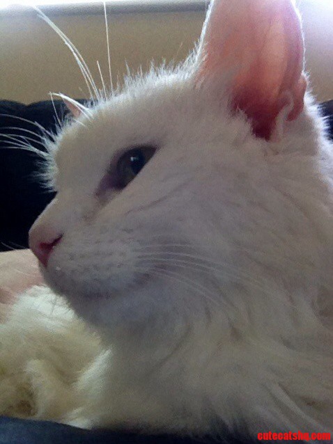 My Princess Bella