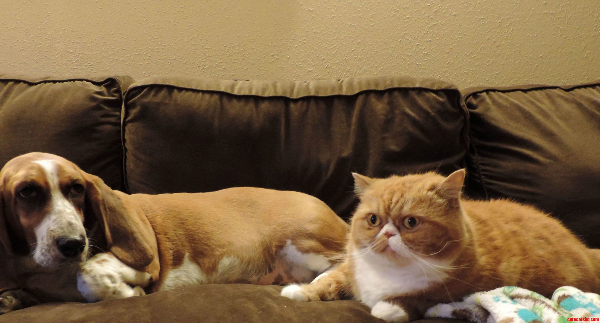 My Real Life Garfield and Odie