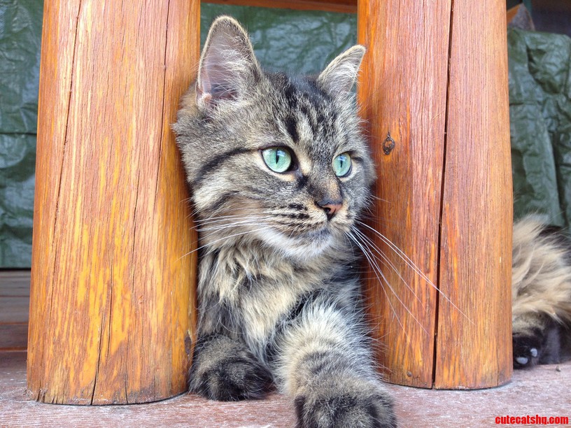 My Stella Enjoying Some Fresh Air