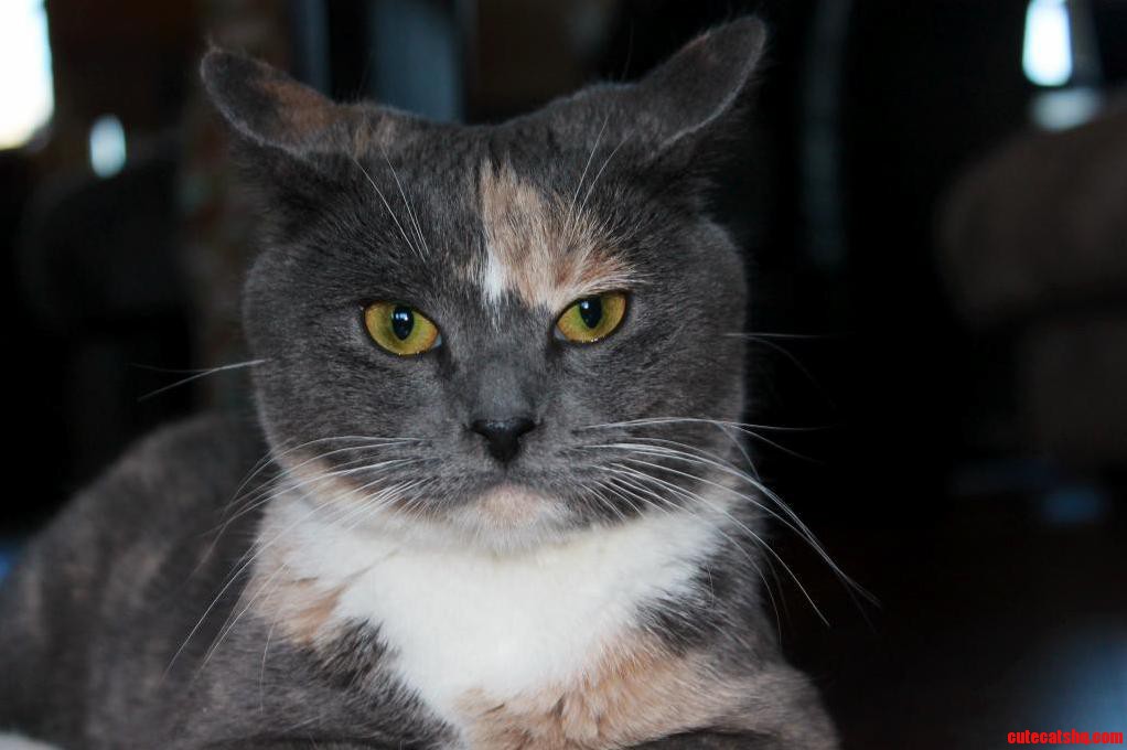 My Sweet Girl Has Resting Face.