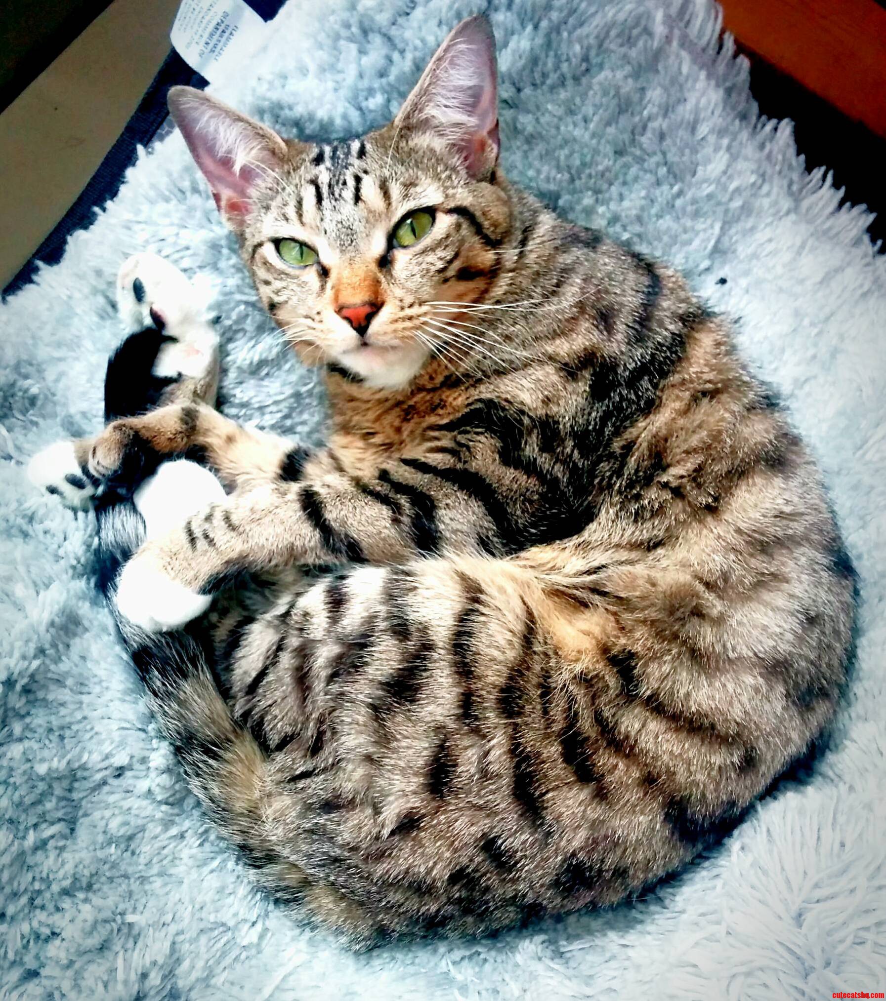My Sweet Kitty