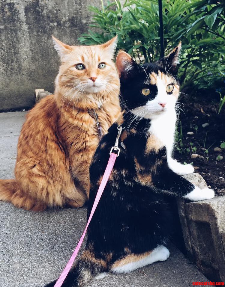 My Two Cats Matty Siri Getting Along for Once.