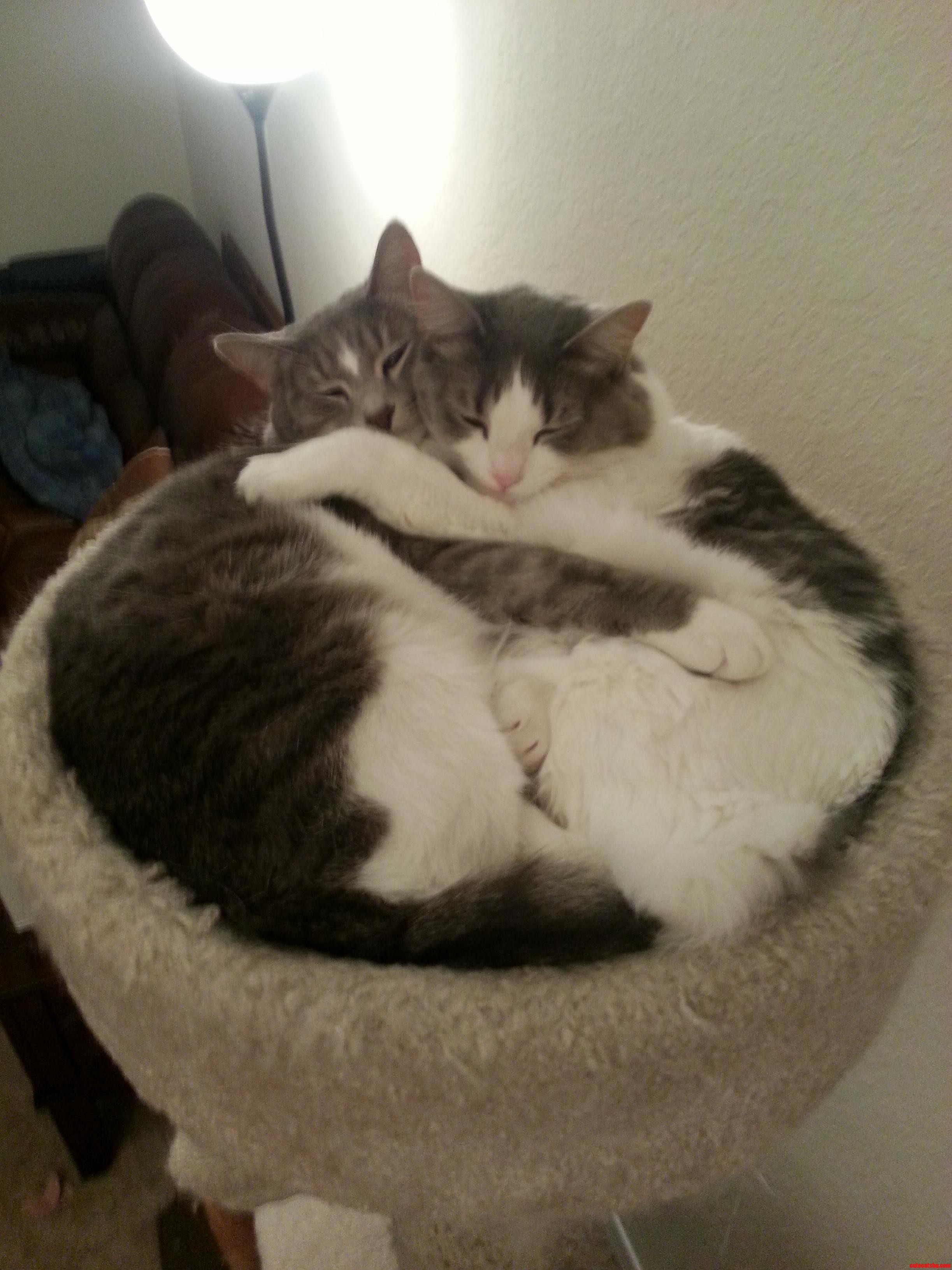 My Two Kitties Cuddling in Their Cat Tower.