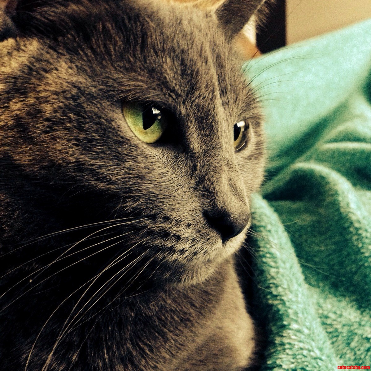 My Lovely Cat.