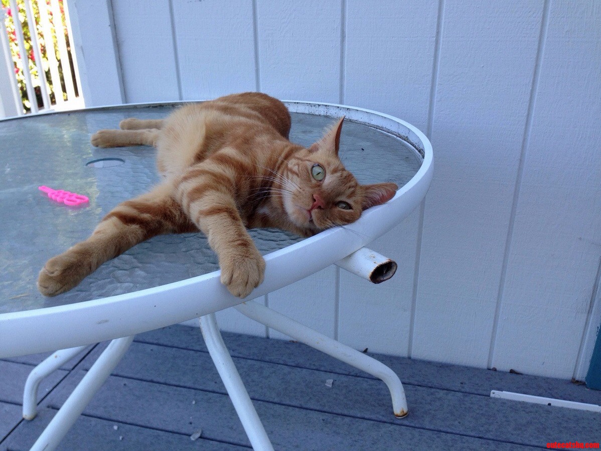 Nacho Taking It Easy on a Hot Day.
