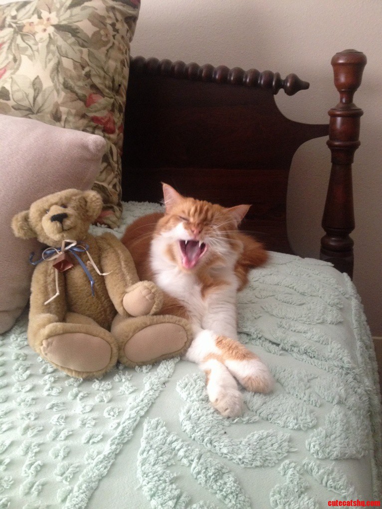 New Best Bear-friend at Grandmas House