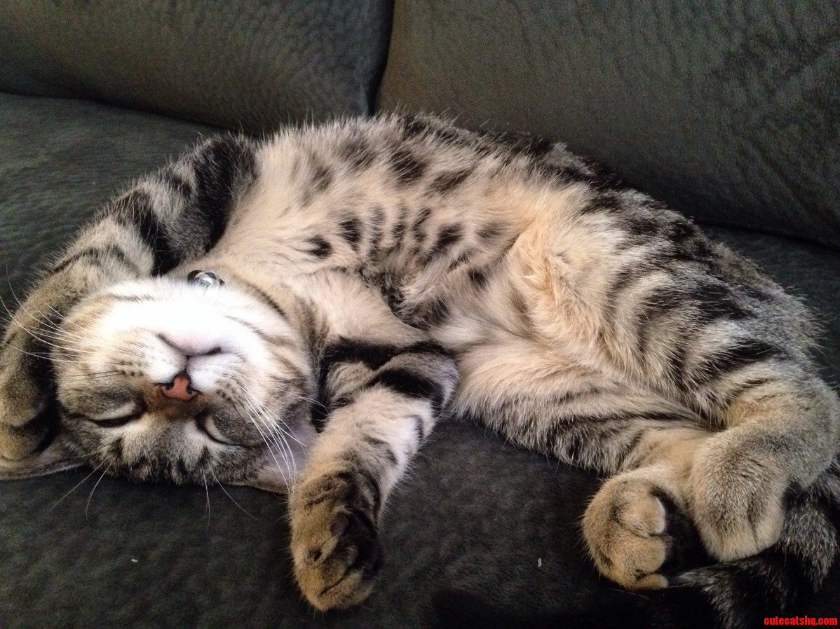New Couch Gets Squibs Stamp of Approval.