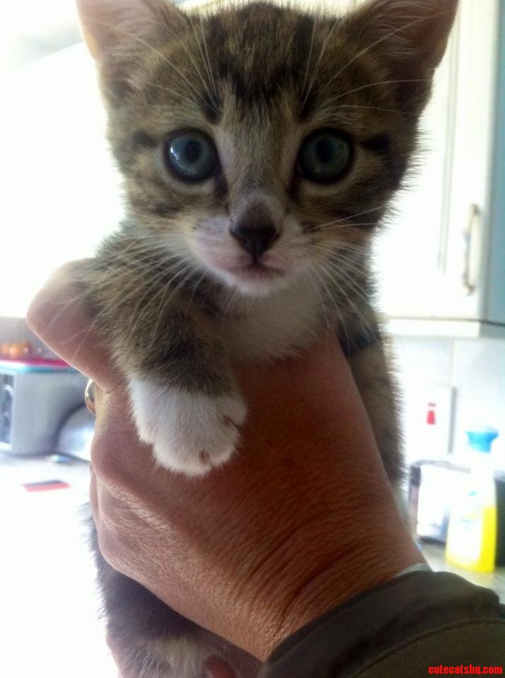 New Kitten Arrives This Friday