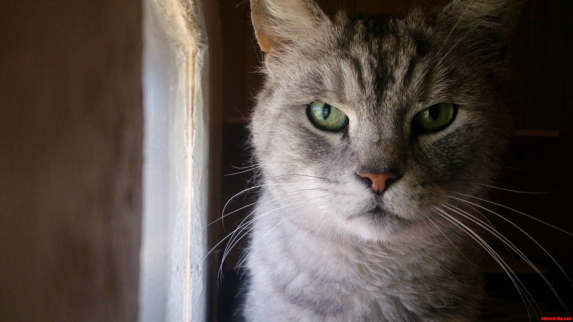 New Stray Cat in Our Cat Shelter