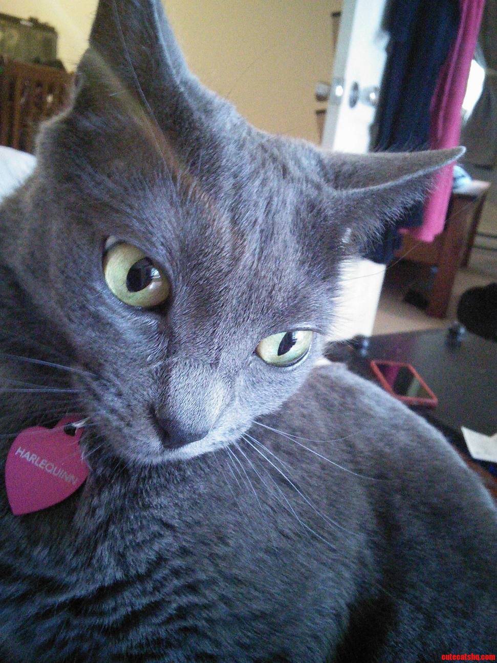 New Tags for Harlequinn