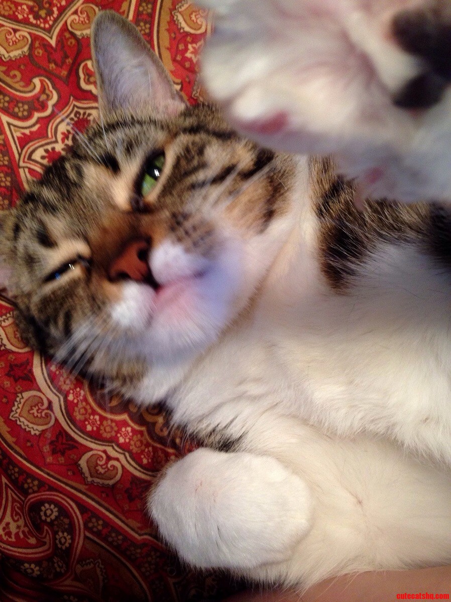 Nina Determined to Be Famous Practicing Waving Off the Purrpurazzi