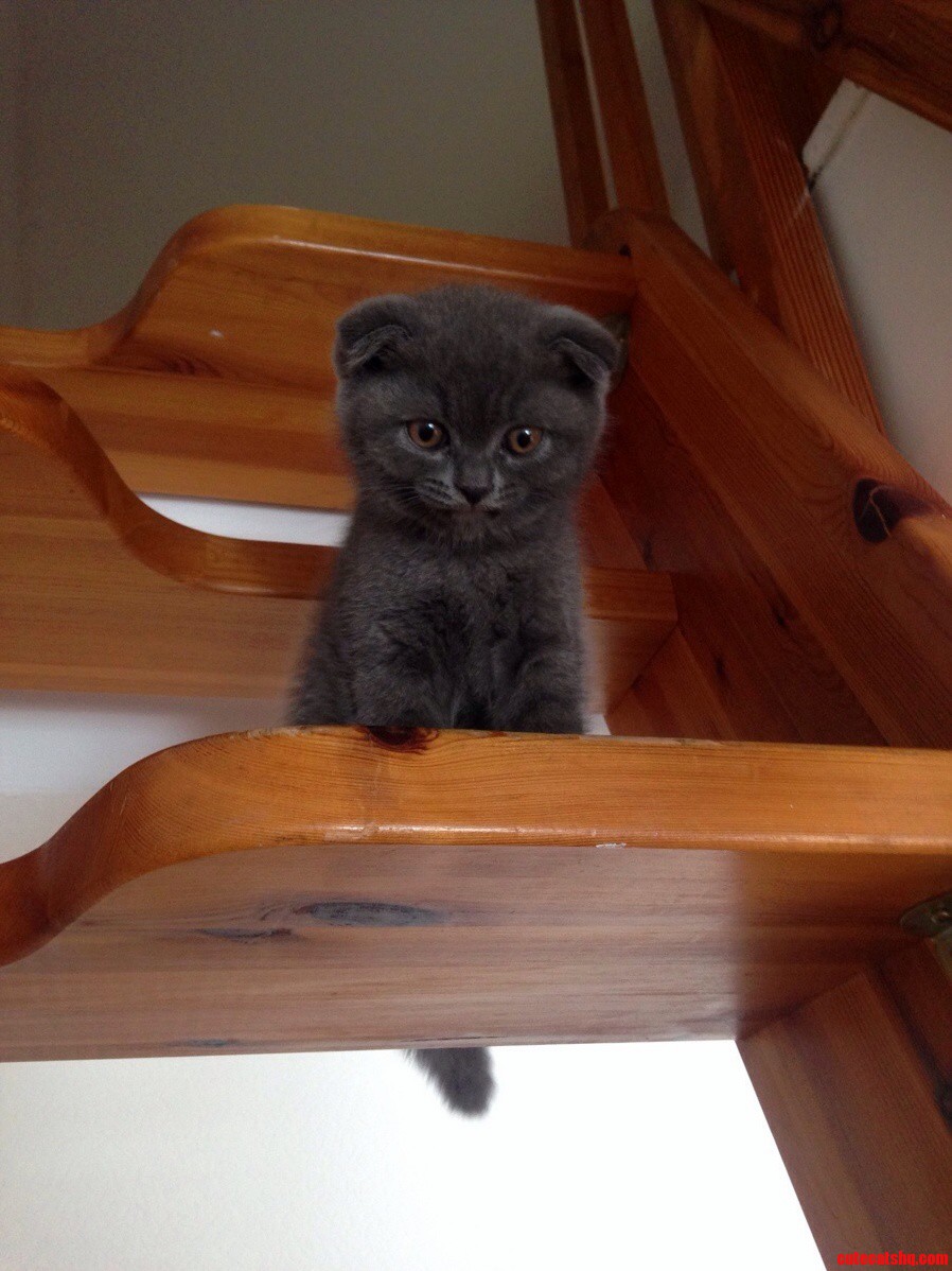 Norbert and the Stairs.