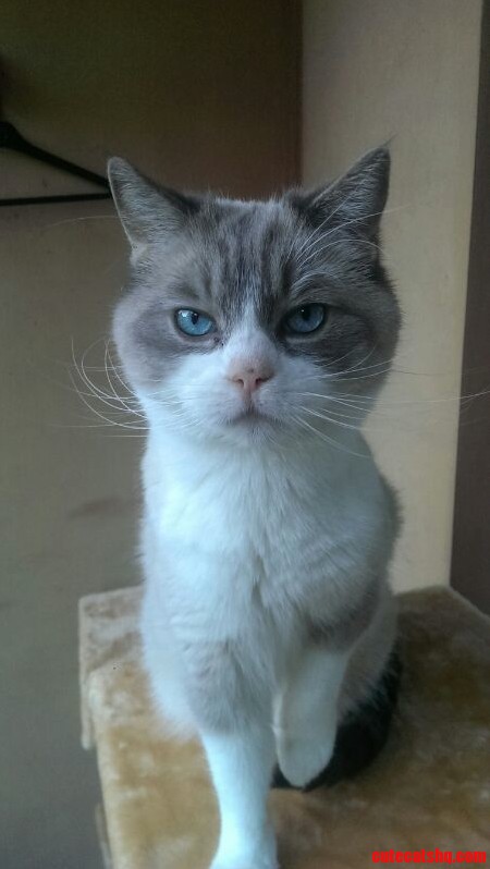Not the Happiest Cat in the World...
