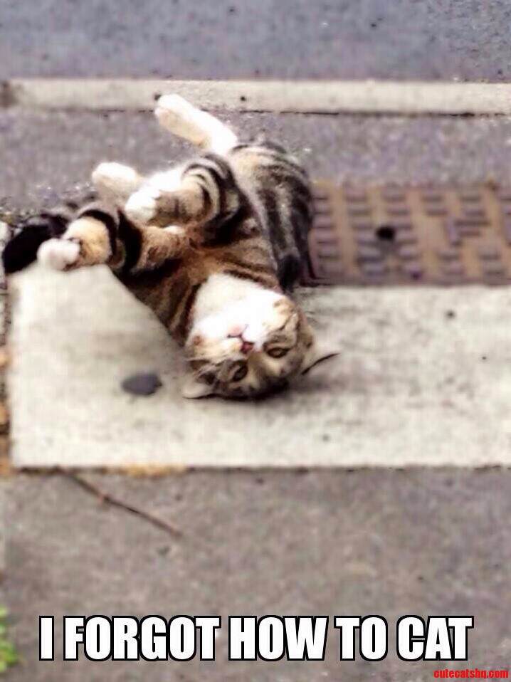 Nugget Forgot How to Cat.