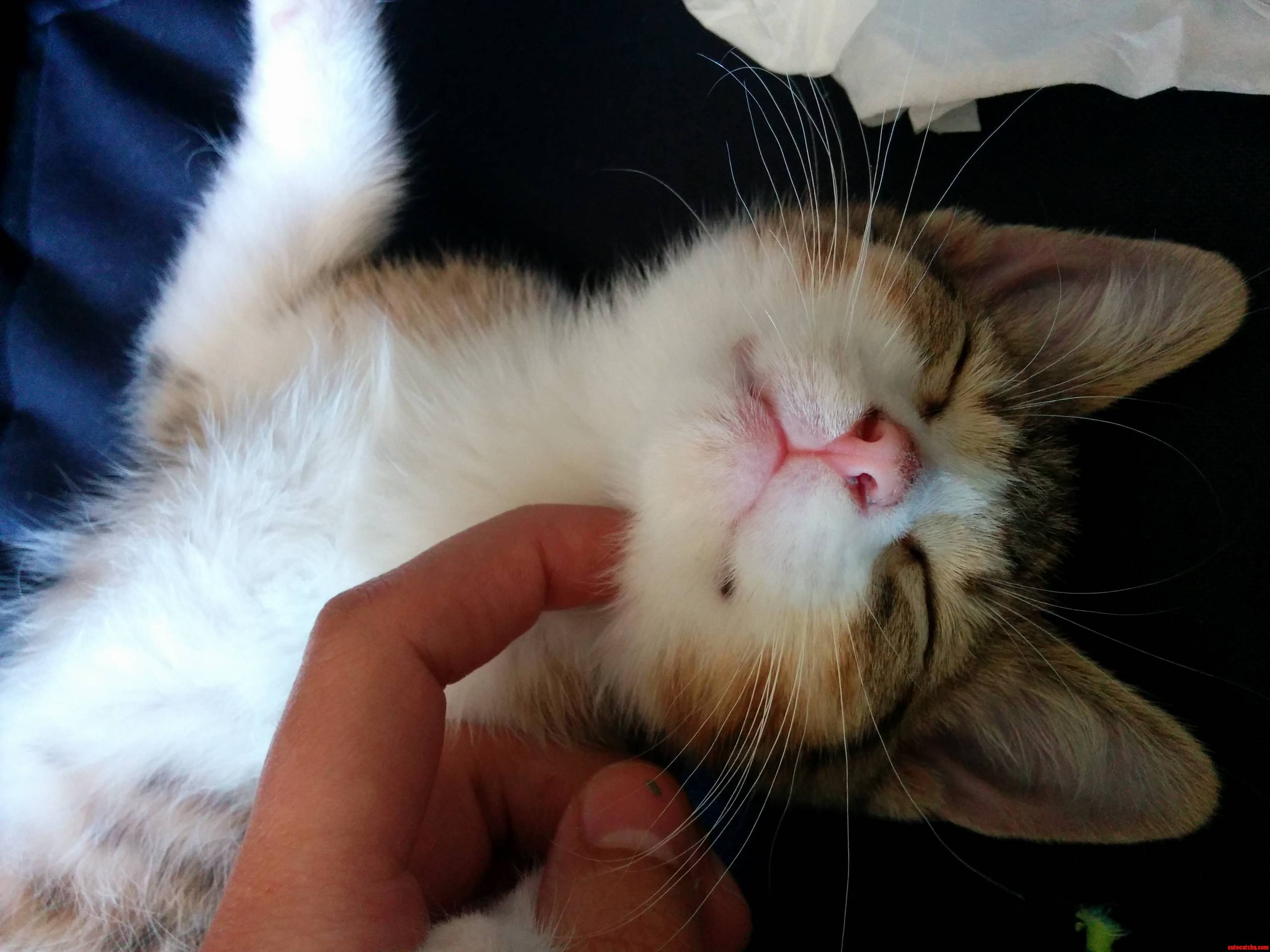 Odin the Kitten Is Supa Happy