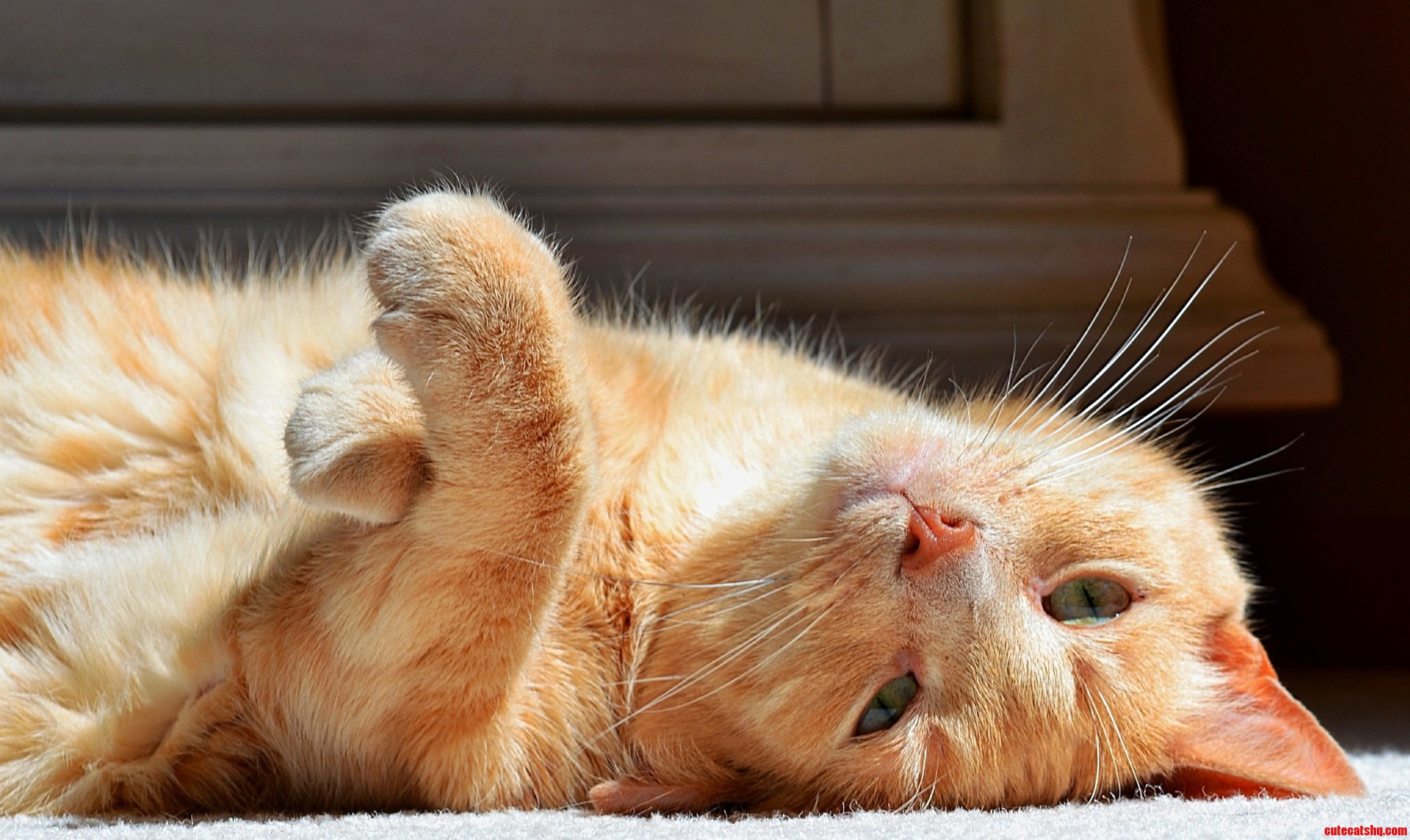 One of Our Four Cats
