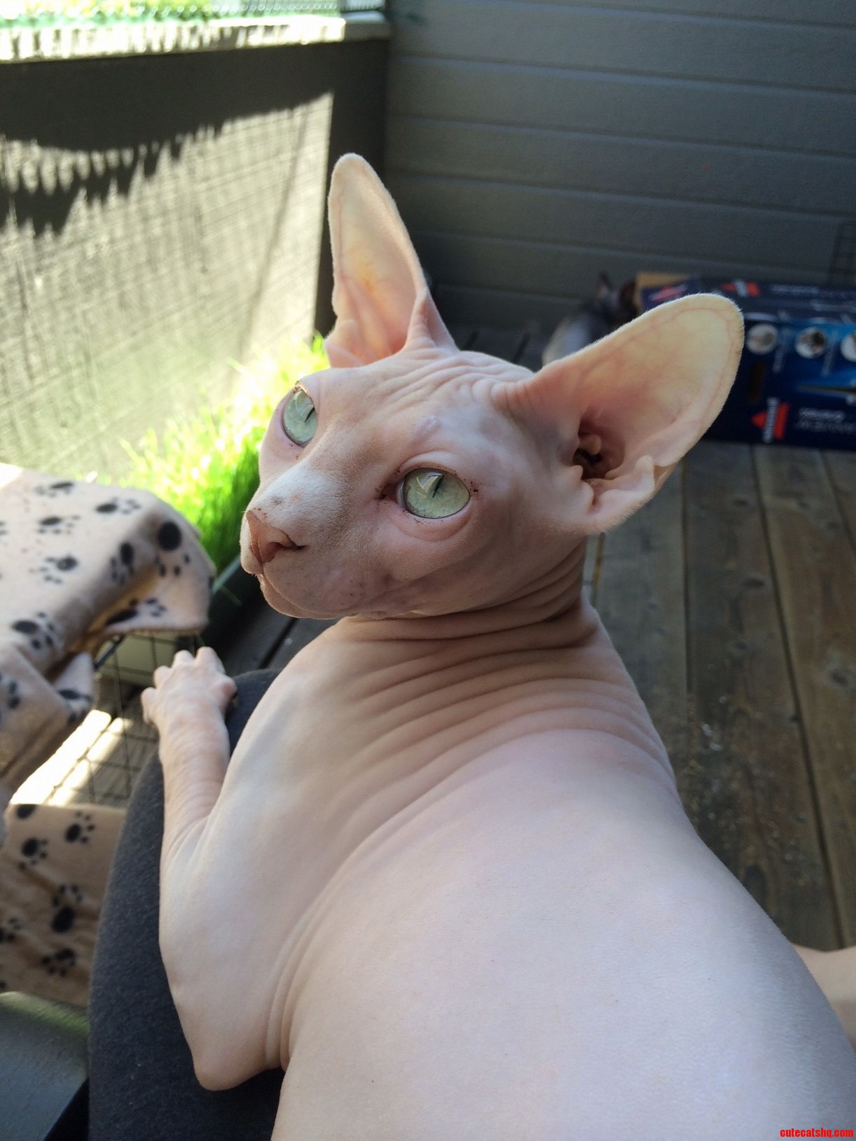 Our Sphynx Dippy -- Fresh Out of the Bath