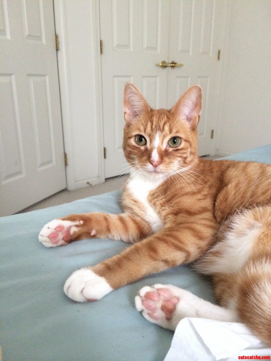 Photogenic Kitty