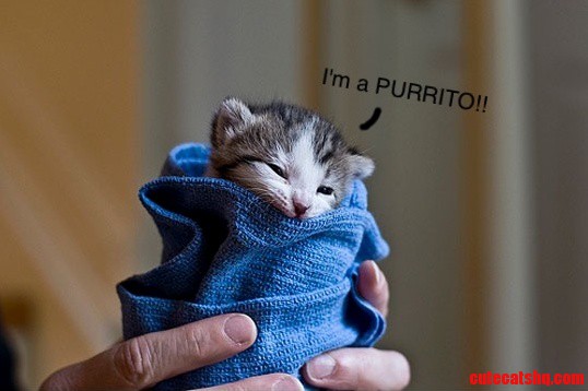 Purrito