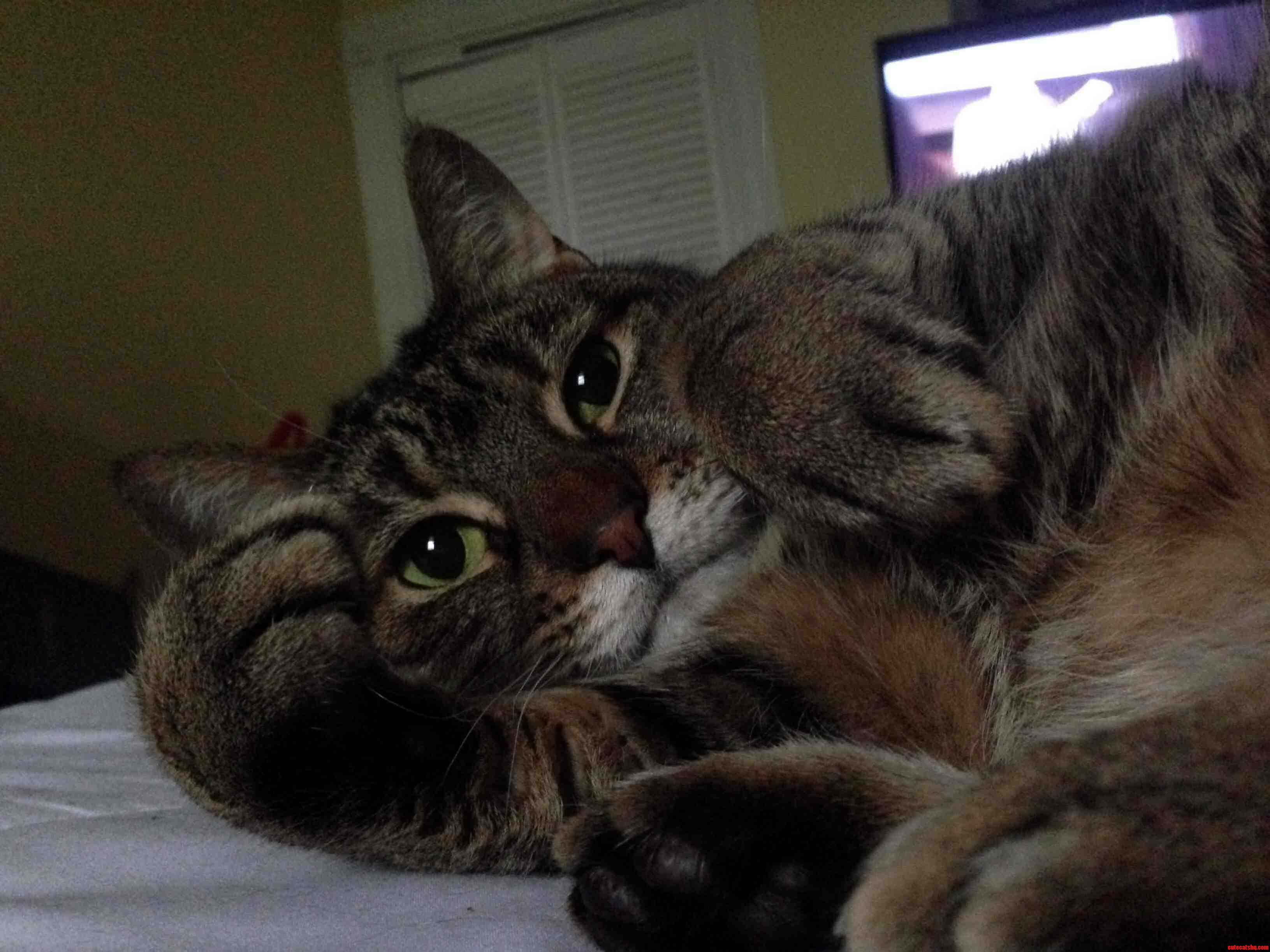 Rescued Her Last Year at Ten Years Old. Best Decision