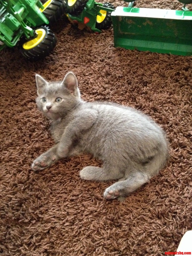 Resting After Playing with a Piece of Packing Tape
