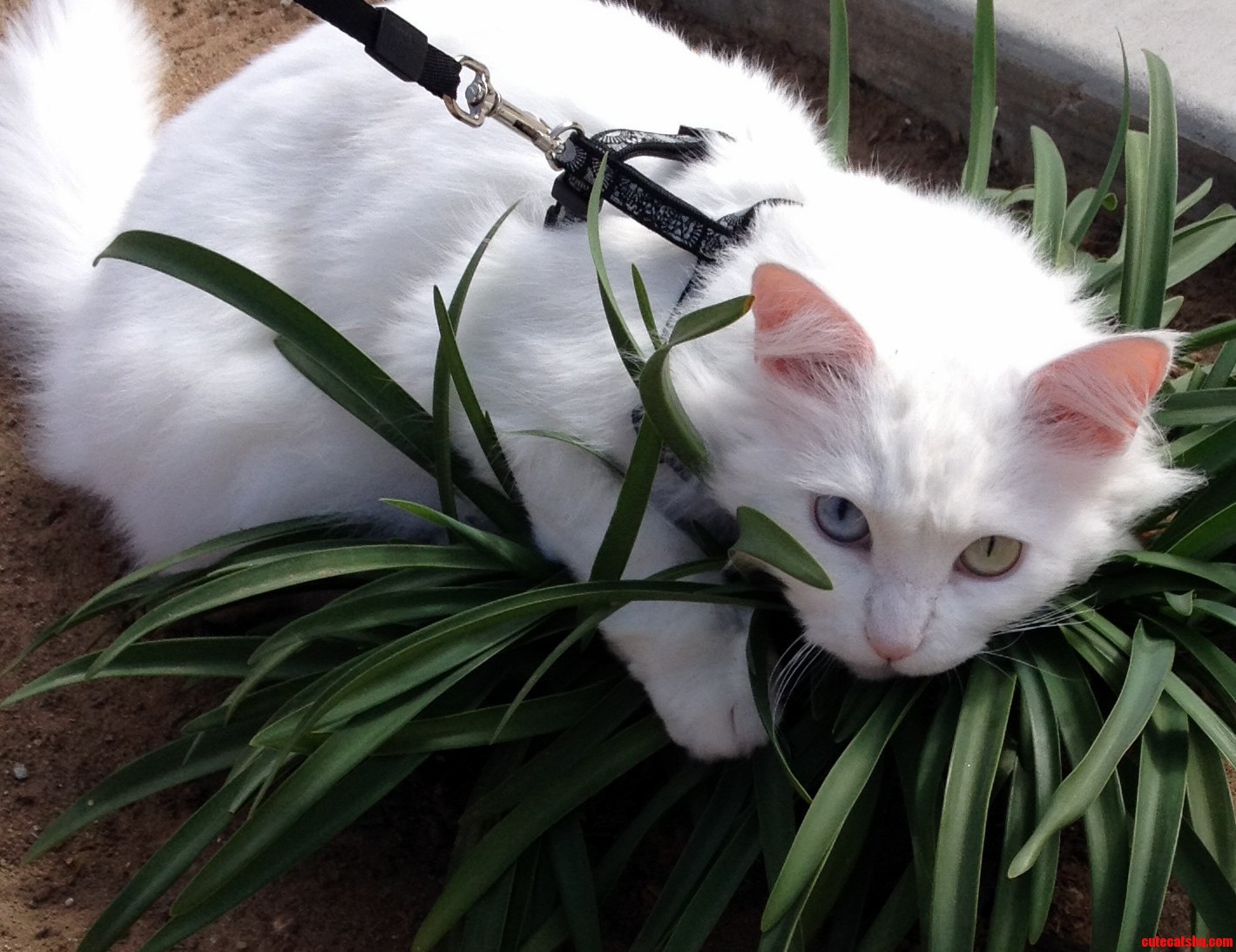 Ripley Loves Her Plants. D