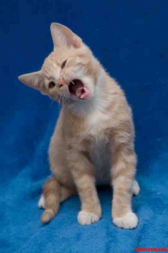Roar