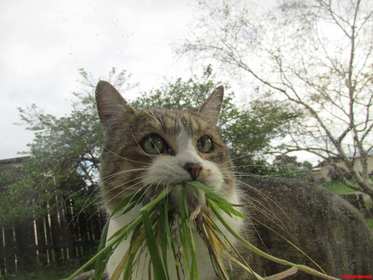 Rocky Cat Catches a Balanced Lunch Protein with Salad