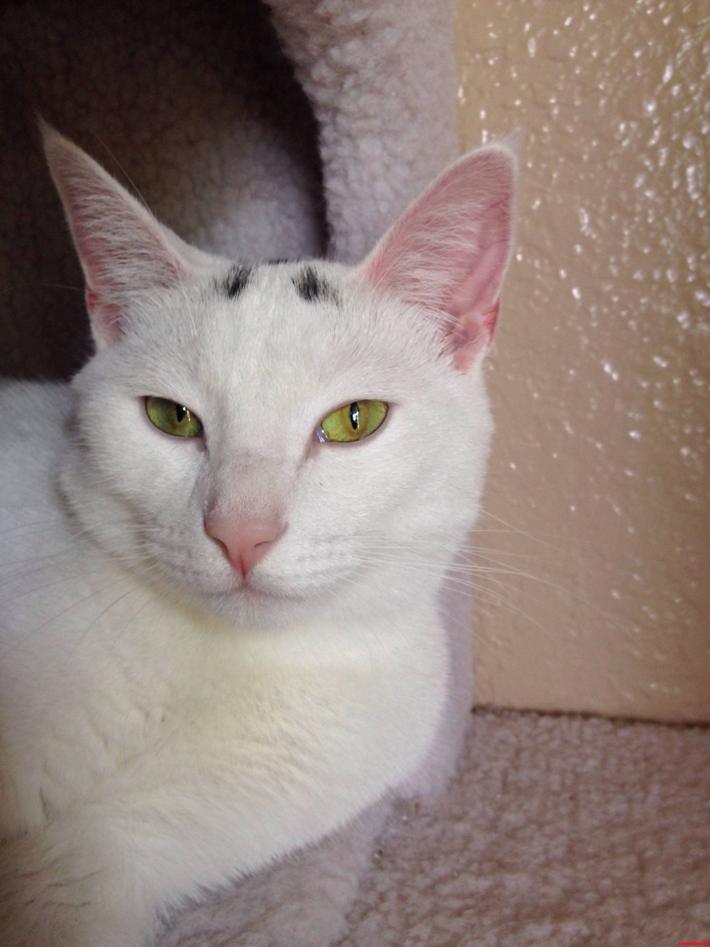 Rocky Is a Good Looking Cat