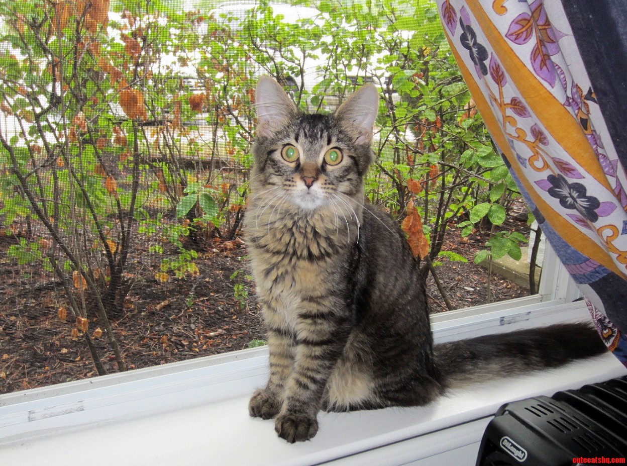 Rumpel During His First Week with Us.
