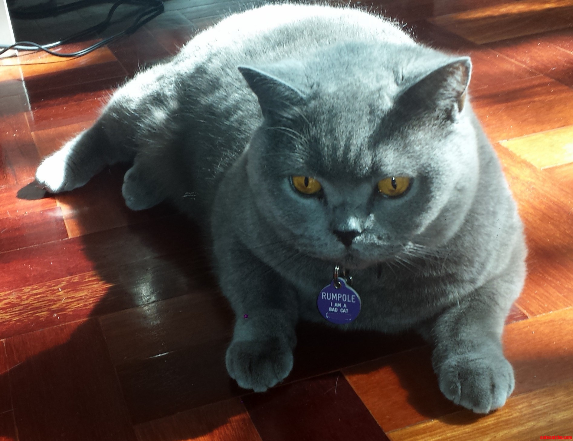 Rumpole Is Getting Very Err Fluffy.