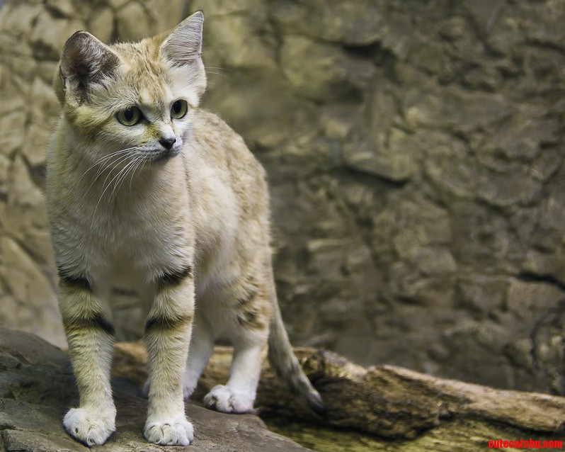 Sand Cat