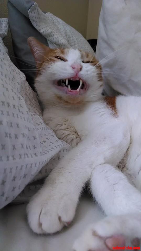 Say Cheese