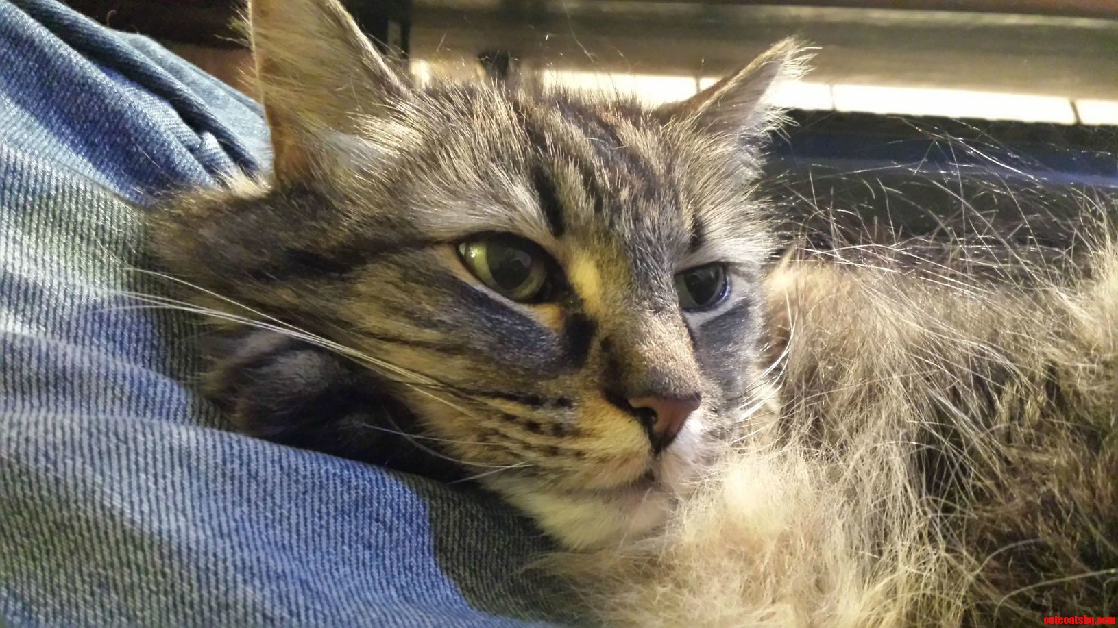 Say Hi to Tigger My 12 Year Old.